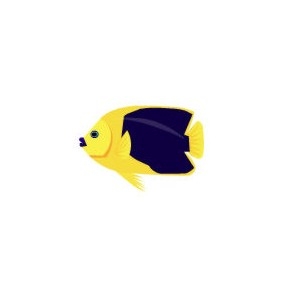 Rock Beauty Angelfish